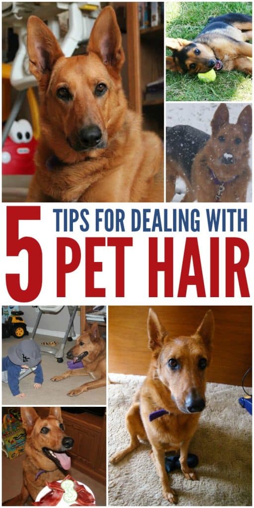 5 Tips for Dealing With Pet Hair in Your Home