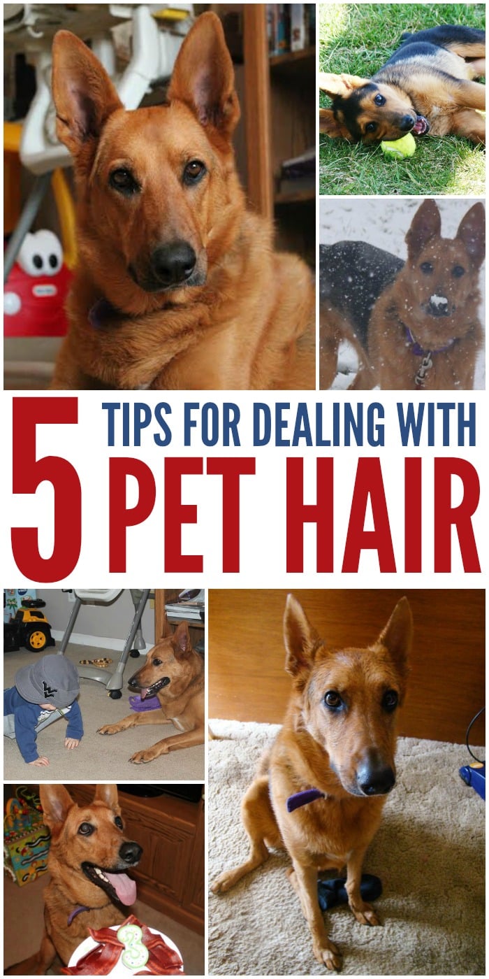 5 Tips for Dealing With Pet Hair