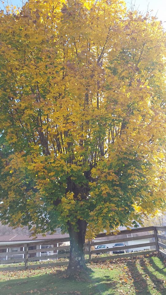 Tree in fall 1