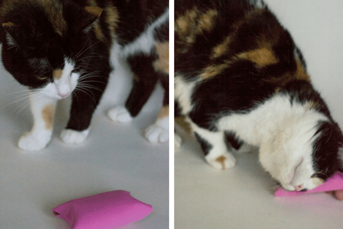 Rosie with diy cat toy