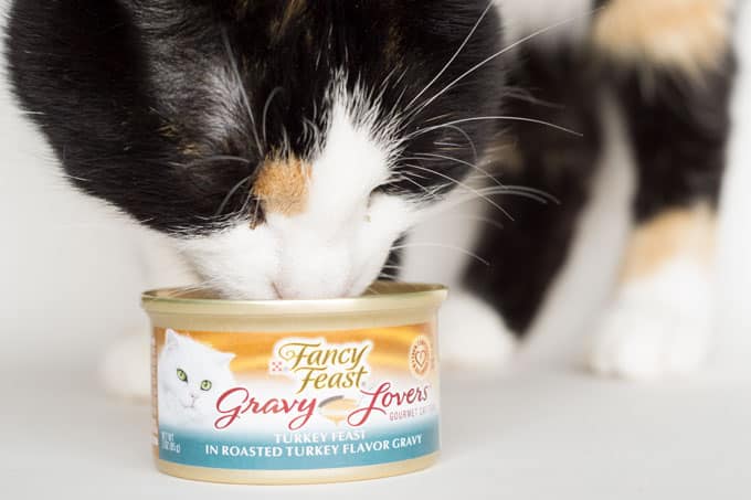 rosie-eating-fancy-feast-gravy-lovers