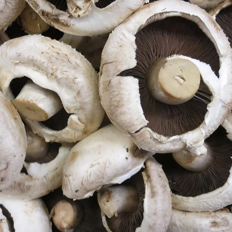 portobello mushrooms are a great low carb substitution for buns!