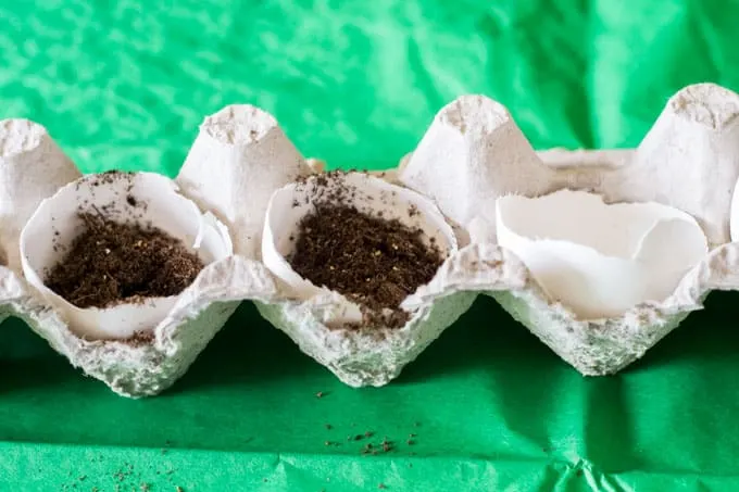 Starting seeds with eggshells