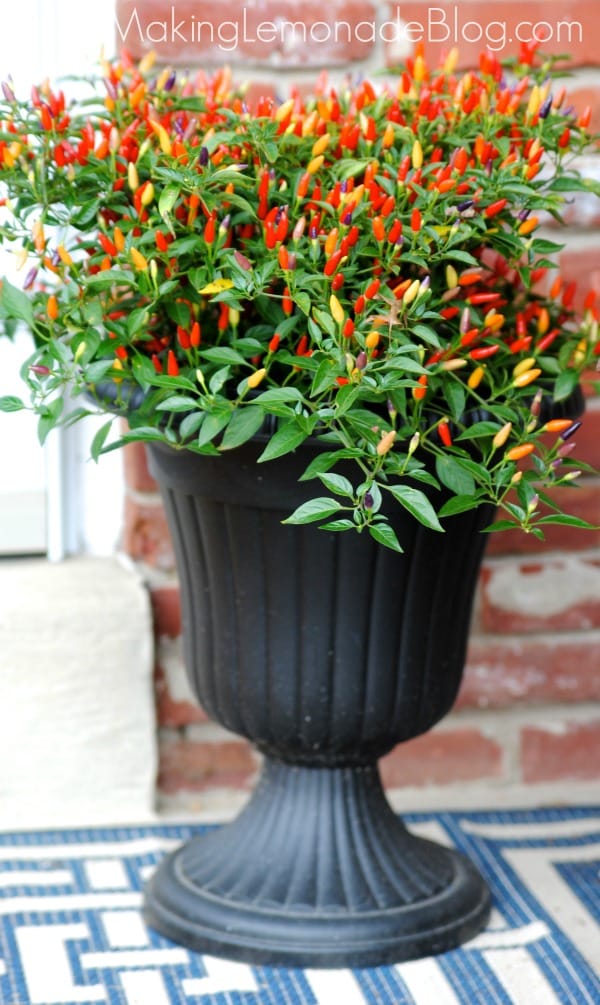 chili pepper plants