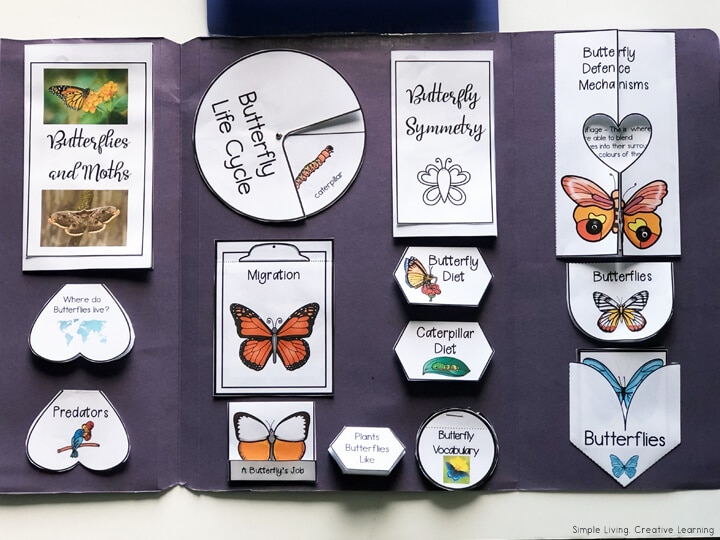 butterfly lapbook
