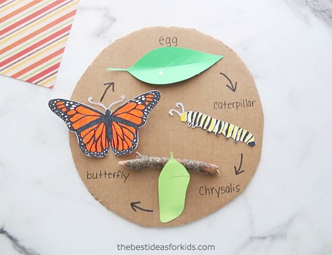 butterfly life cycle printables