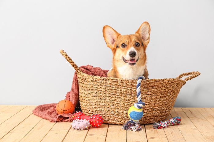 corgi in a dog welcome basket with toys