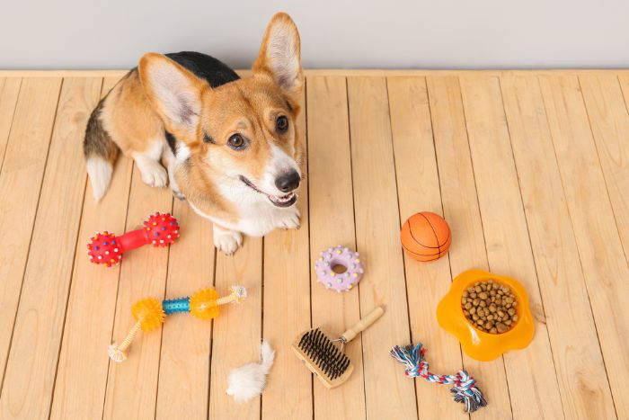 corgi surrounded by pet supplies