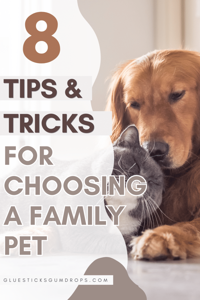8 tips for choosing a family pet