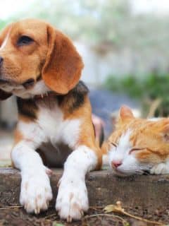 beagle and cat outdoors