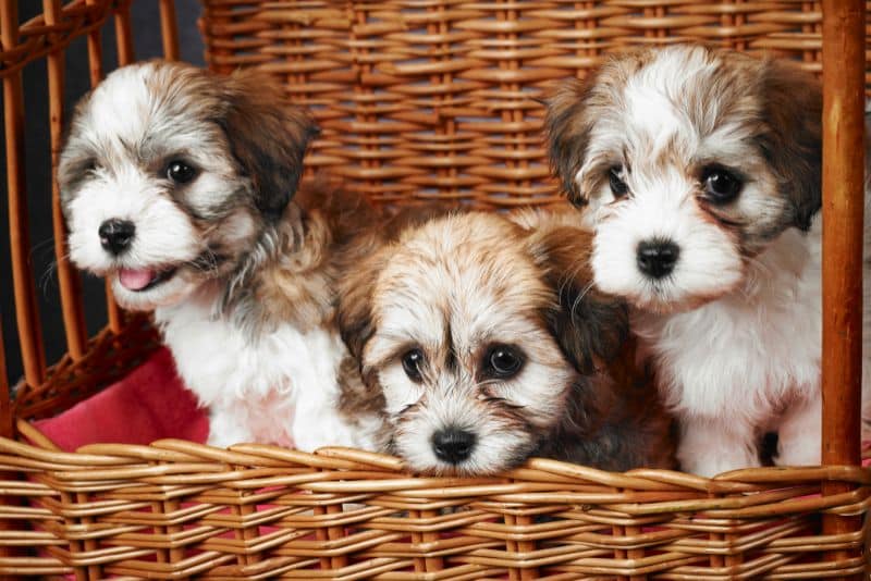 cute puppies in a basket