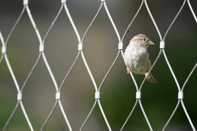 bird sitting on chain link fence