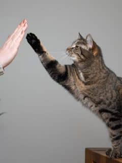 woman's hand high fiving cat