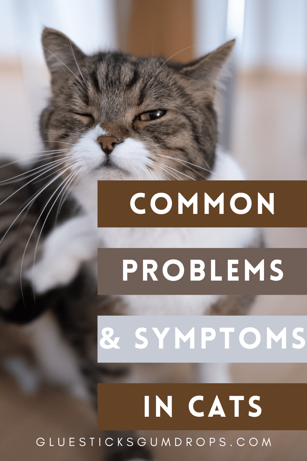 Recognizing Common Problems and Symptoms in Cats