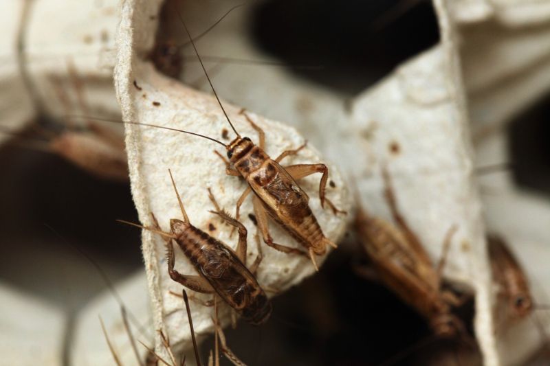 house crickets on cardboard egg carton