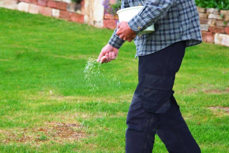 man fertilizing lawn by hand