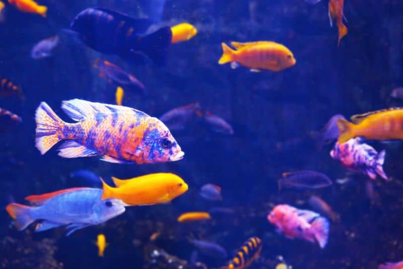 freshwater fish in aquarium