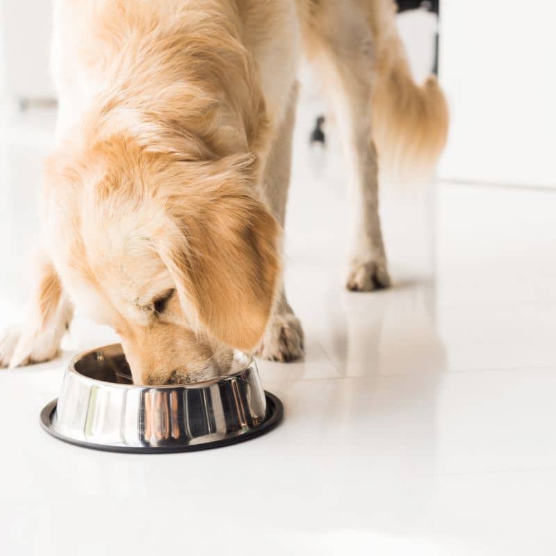 How to Find the Right Meal Plan for Your Pets: A Guide