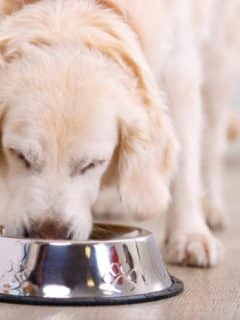 a golden retriever eating food from a bowl