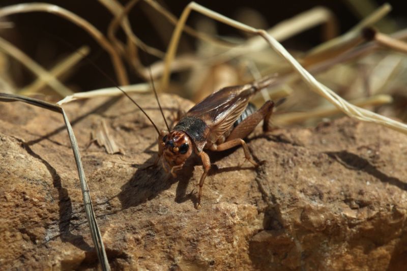 house cricket on rock outdoors