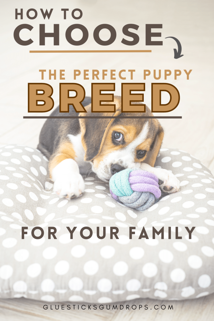 beagle puppy with text overlay about choosing the right puppy breed for your family
