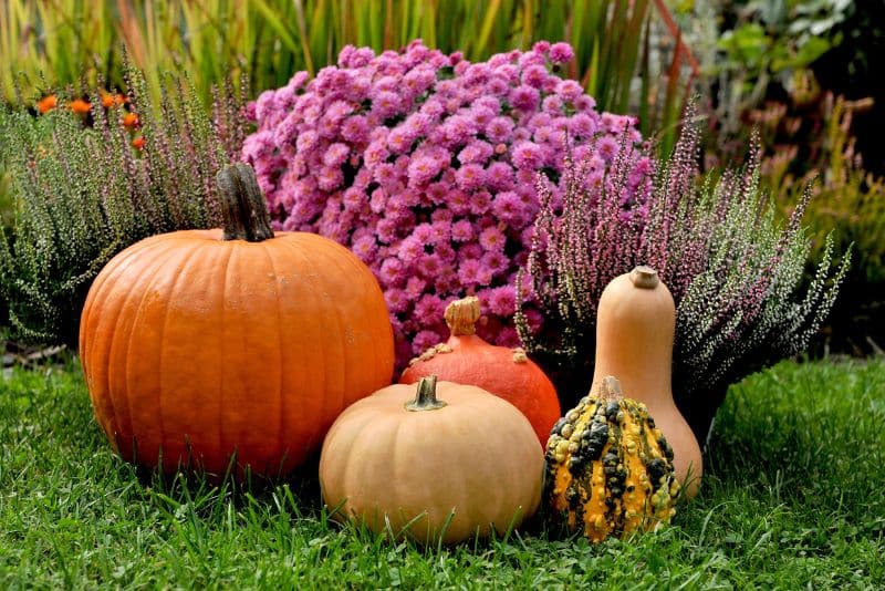 pumpkins, gourds, and fall flowers