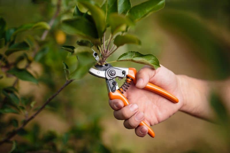 pruning a small tree