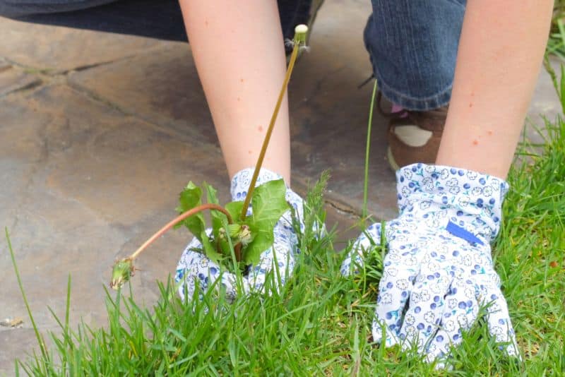 pulling weeds beside walkway