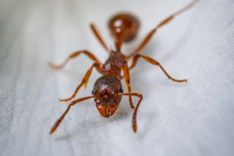 closeup of red ant