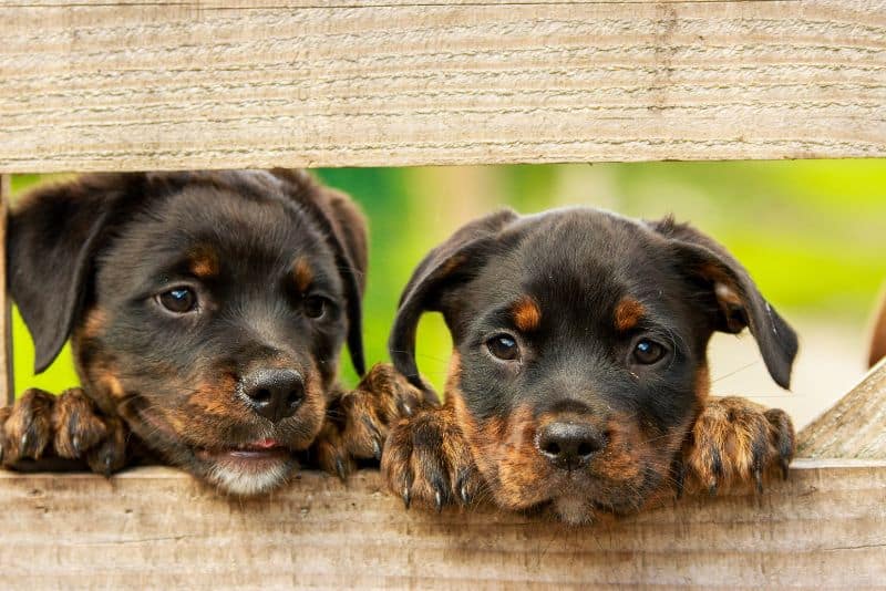 rottweiler puppies looking over fence