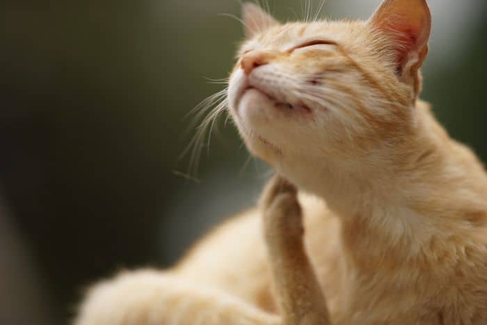 orange cat scratching chin