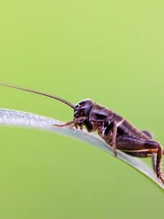 cricket nymph on a grass blade