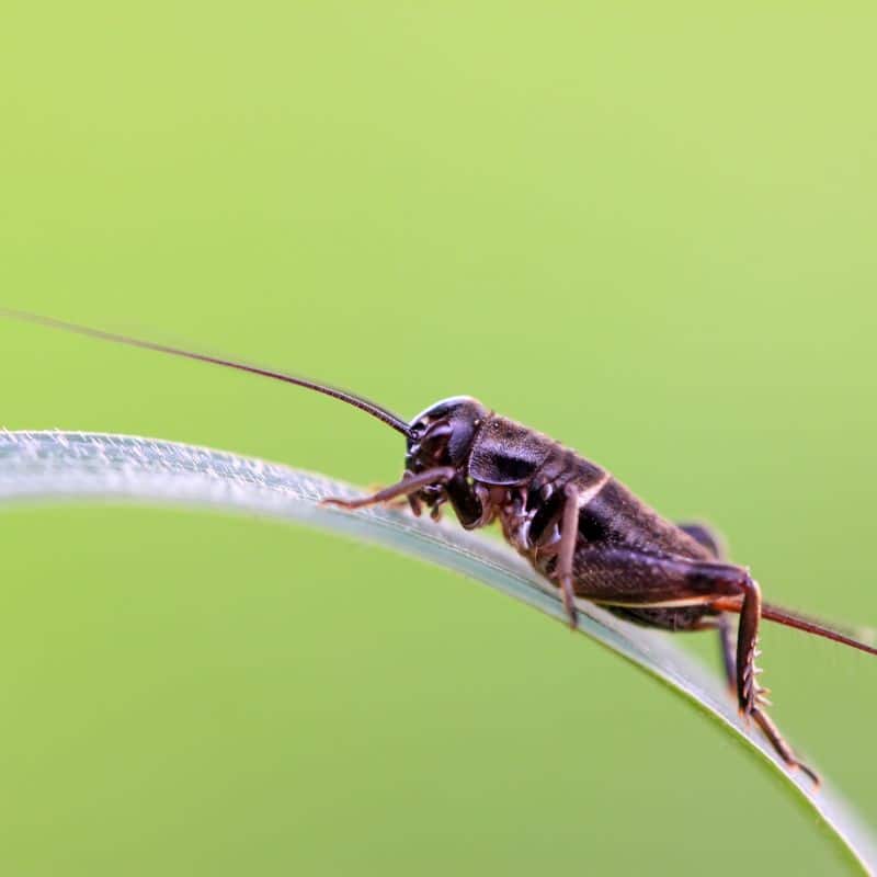 Reasons Why Crickets are a Pest in Your Home