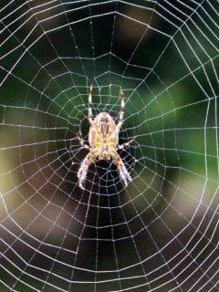 spider in spider web - pest free home feature