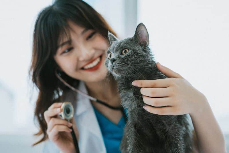 veterinarian with a gray cat