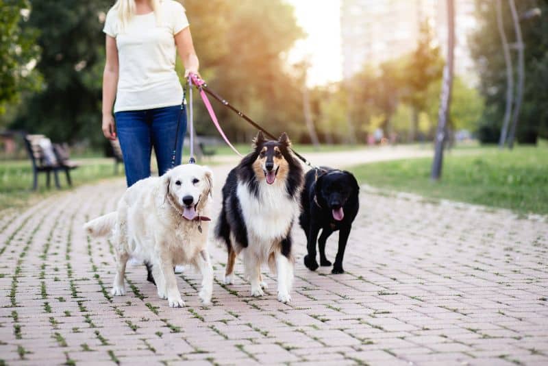 woman walking three dogs of various breeds
