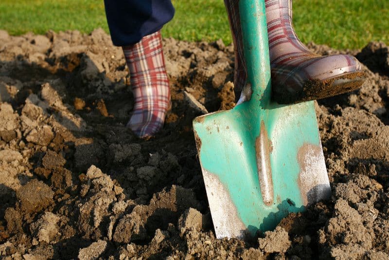 shoveling garden soil