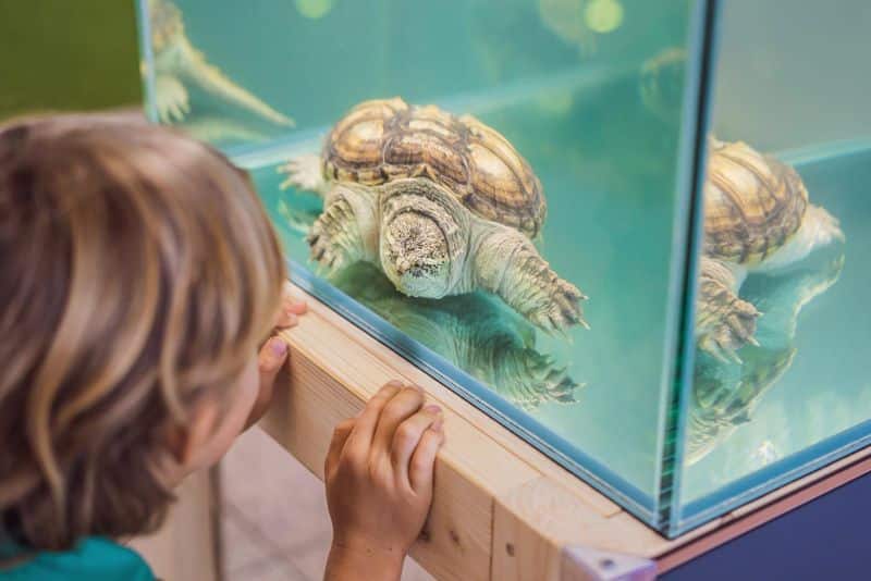 boy looking at turtle in aquarium