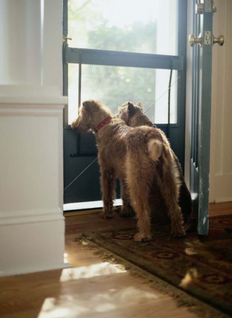 dogs looking out screen do