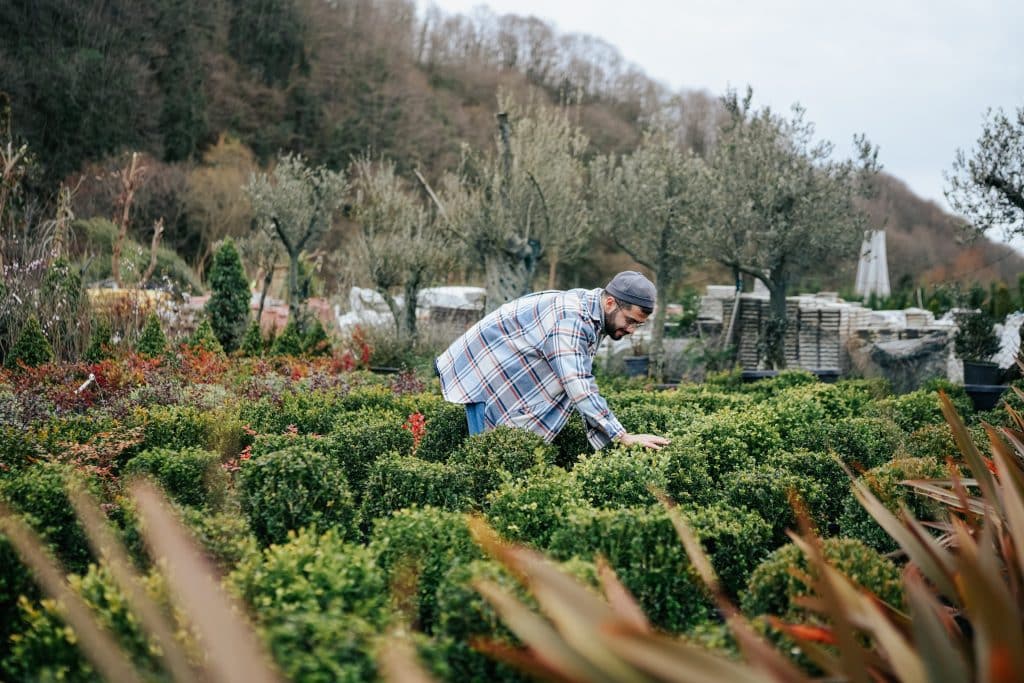 man looking at shrubs in a garden center