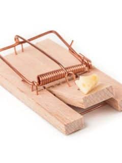 mouse trap with cheese white background
