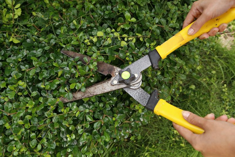 trimming hedges with garden shears