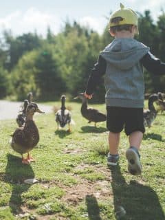 little boy walking amongst ducks