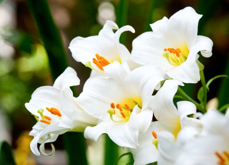 beautiful white lilies
