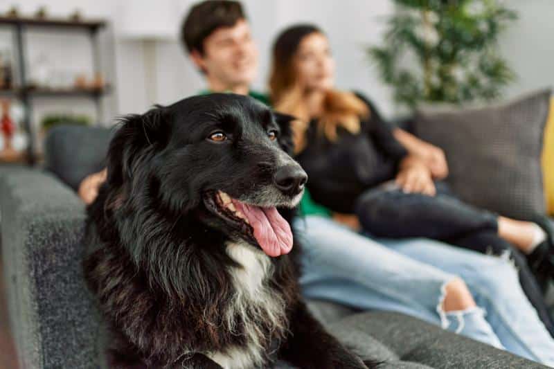 couple on couch with black dog