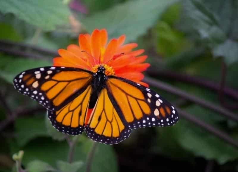 monarch butterfly on an orange flower