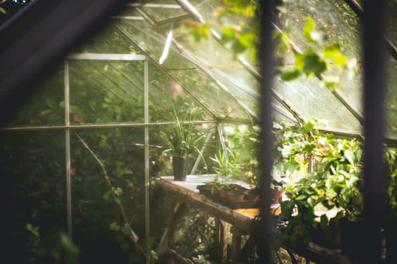 potted plants in a greenhouse