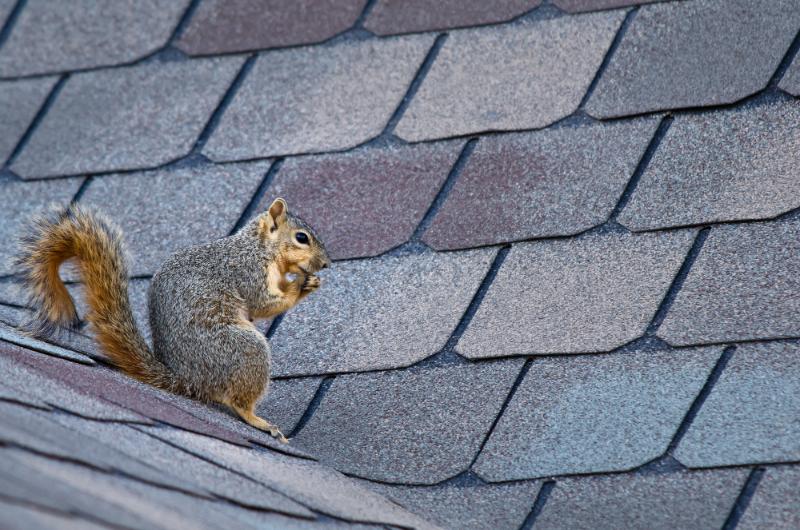 squirrel on shingled roof