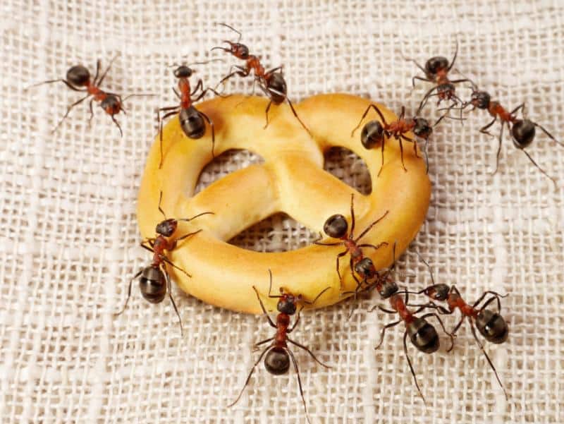 ants on a pretzel
