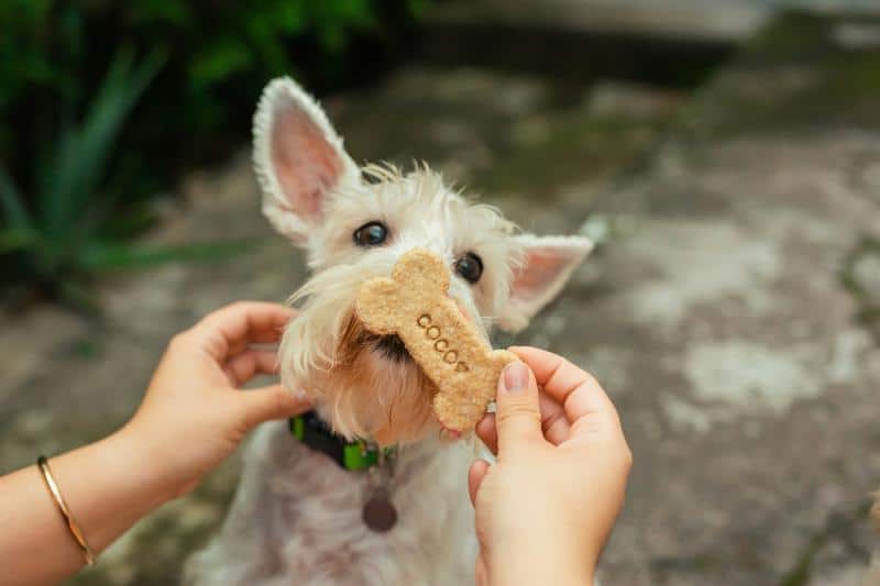 cute dog with dog treat